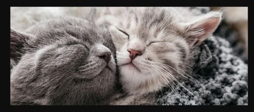 Kedi Konserve Maması