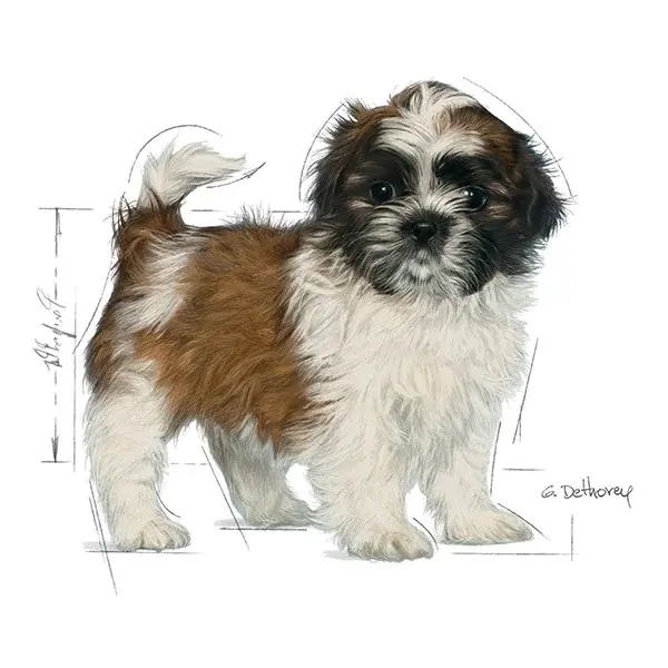 Royal Canin Shih Tzu Yavru Köpek Maması 1,5kg