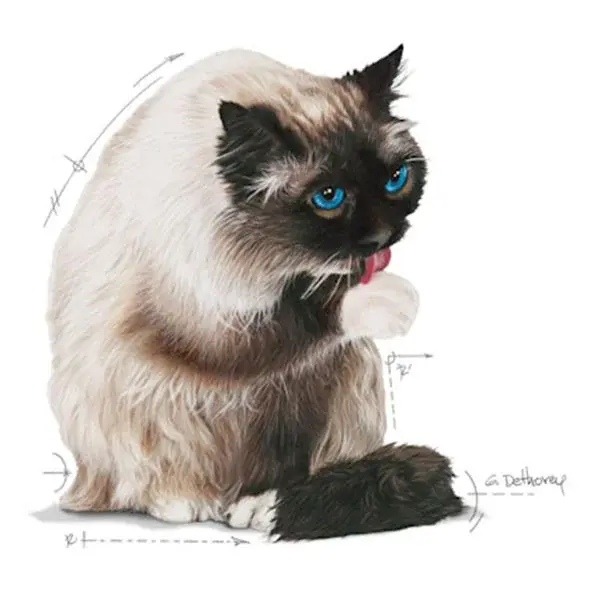 Royal Canin Hairball Care 2 Kg Yetişkin Kuru Kedi Maması